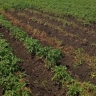 В Ковылкинском районе Мордовии более 10 га земельных участков освободились от картофельной нематоды