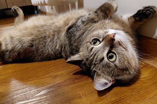 Козероги будут биться головой в незапертые двери, Львам захочется перемен Козероги будут биться головой в незапертые двери, Львам захочется перемен