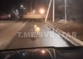 Косуля устроила ночной променад в Свободном