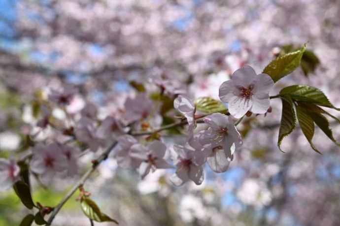 Раскрыто неожиданное место для празднования Нового года у россиян