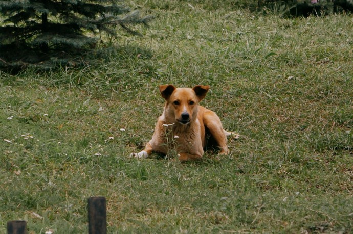 Нападение собаки на ребенка в Пензе: стало известно, на чью сторону встал суд
