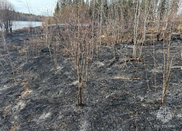 В Иркутской области выявили виновников двух лесных пожарах