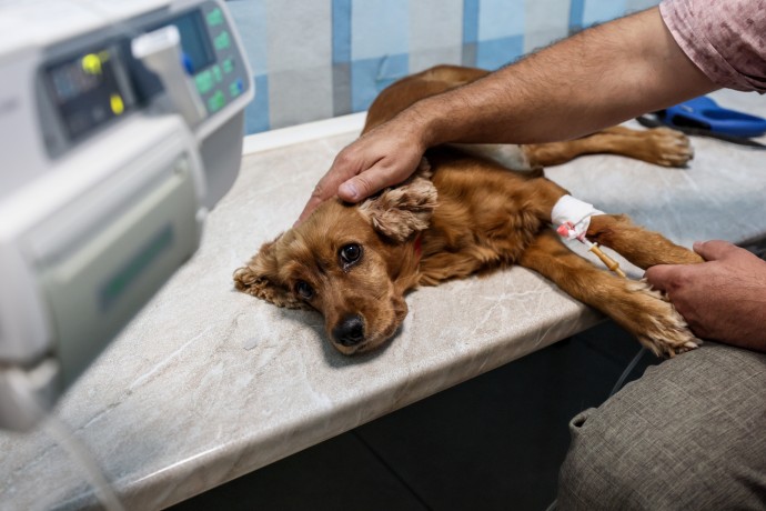 В Красногорске десятки собак стали жертвами догхантеров В Красногорске десятки собак стали жертвами догхантеров