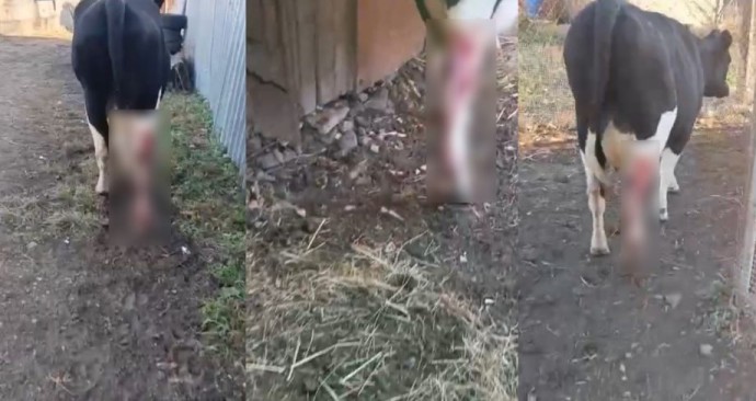 Новая жертва: тигр продолжает терроризировать приморское село Новая жертва: тигр продолжает терроризировать приморское село