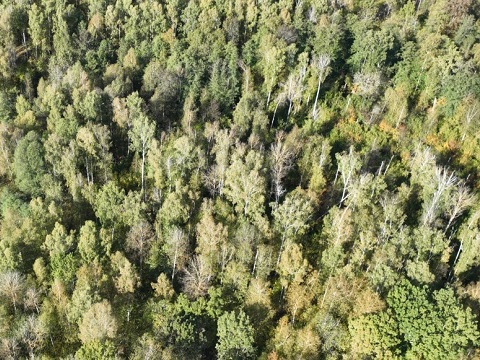 С 12 мая по 16 мая местами по Мордовии сохранится высокая пожарная опасность лесов