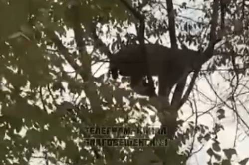 Соцсети: в Благовещенске собаки загнали на дерево рысь Соцсети: в Благовещенске собаки загнали на дерево рысь