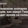 В Московском зоопарке показали, как манул Тимофей проводит время на солнце