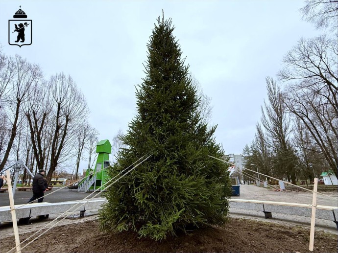 В парке 30-летия Победы в Ярославле установили четырехметровую ель В парке 30-летия Победы в Ярославле установили четырехметровую ель
