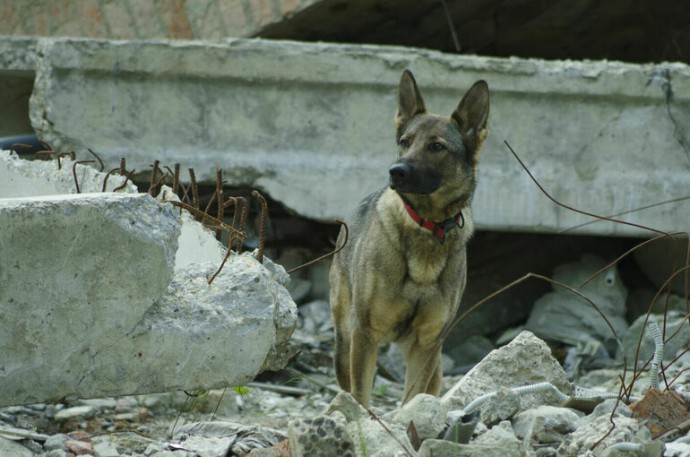 Список опасных пород собак хотят расширить Список опасных пород собак хотят расширить