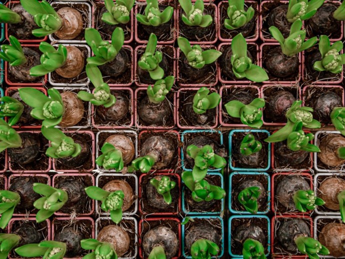 Январский посев применяют для культур с длительным периодом роста — Actualno Январский посев применяют для культур с длительным периодом роста — Actualno