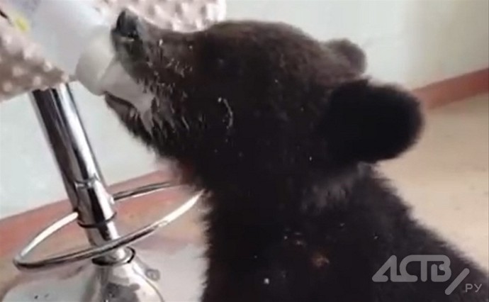 Подобранный сахалинцами медвежонок прошёл реабилитацию и отправился на свободу