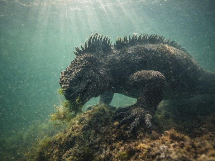 Морские игуаны вырастают до 1,5 м и задерживают дыхание до часа — Discover Wildlife