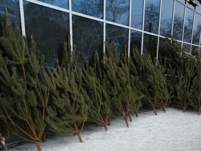 Елочные базары работают на 44 площадках в Саранске Елочные базары работают на 44 площадках в Саранске