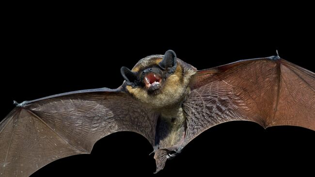 Роспотребнадзор следит за сообщениями о новом коронавирусе в Бразилии