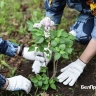 В Белгороде прошла акция «Сирень Победы»