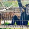 Обезьяна напала на россиянина во Вьетнаме