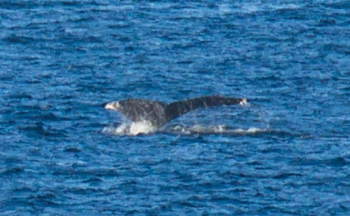На Сахалине встретили редких китов-горбачей На Сахалине встретили редких китов-горбачей