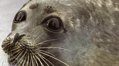 На берегу Каспийского моря в Казахстане нашли 112 погибших тюленей На берегу Каспийского моря в Казахстане нашли 112 погибших тюленей