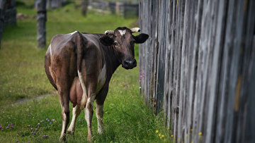 Суд признал право на компенсацию за погибших из-за тока коров на самовыгуле