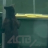 Медведь на Сахалине пытался найти еду на помойке