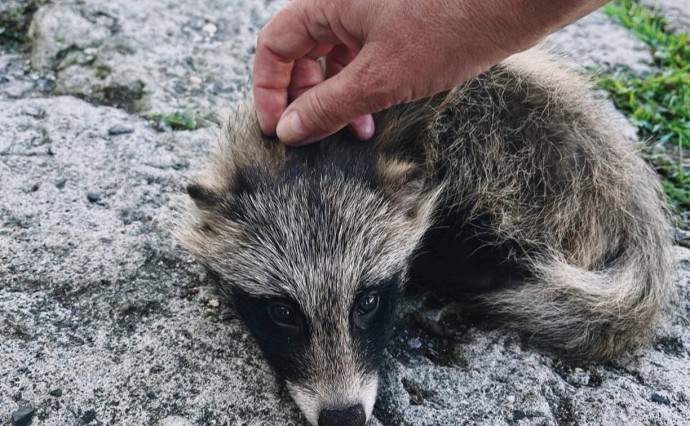 На Сахалине спасли детёныша енотовидной собаки На Сахалине спасли детёныша енотовидной собаки