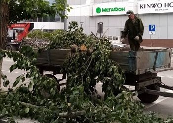 В Благовещенске убирают упавшие деревья и ветки после непогоды