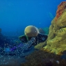 Авторы Subnautica 2 показали геймплейный трейлер новинки