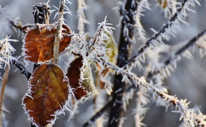 Немного снежно и до +8° будет на Сахалине 5 ноября
