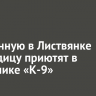Брошенную в Листвянке медведицу приютят в питомнике «К-9»
