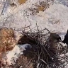 Камера сняла «ссору» канюка с вороной в аистином гнезде