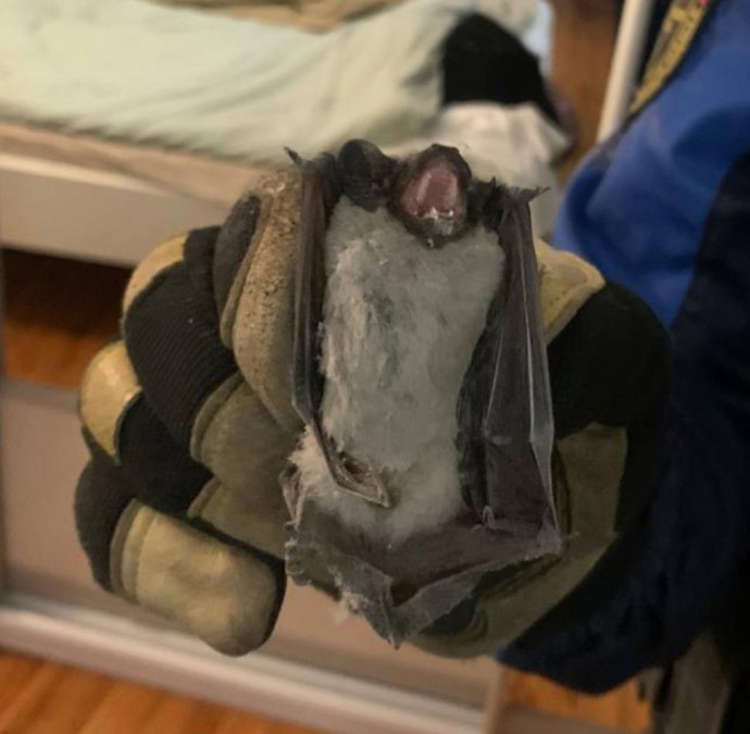 На улице Виражной в Пензе в частный дом залетела летучая мышь На улице Виражной в Пензе в частный дом залетела летучая мышь