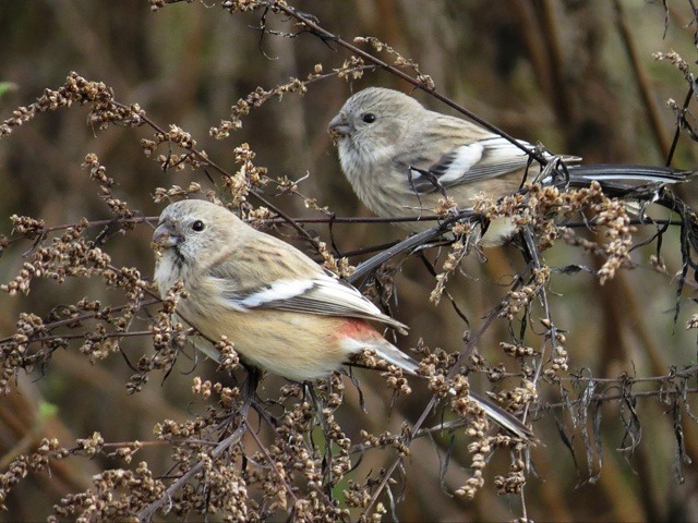 В Башкирии заметили необычных снегирей