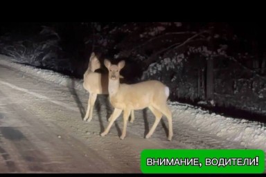 Пензенским водителям рассказали, как действовать, если встретят на дороге диких животных
