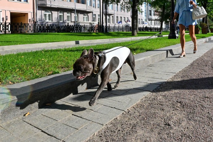 Владельцев опасных собак могут обязать делать страховки