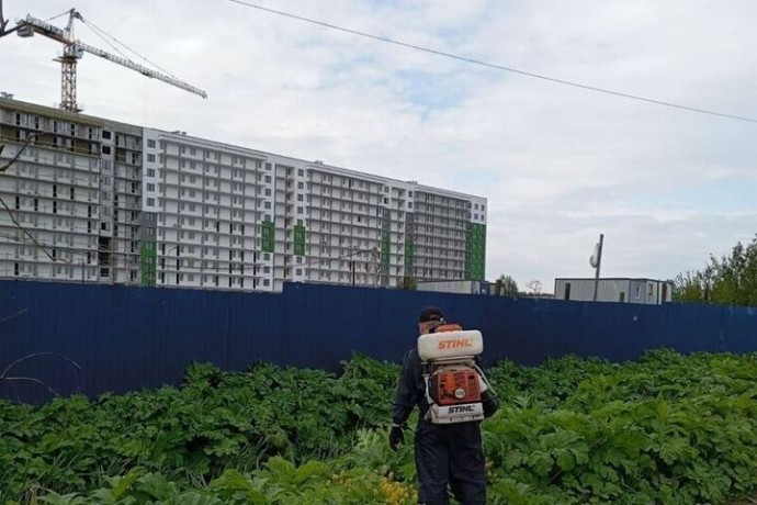 В Заневском поселении от борщевика Сосновского обработают 19 гектаров территории