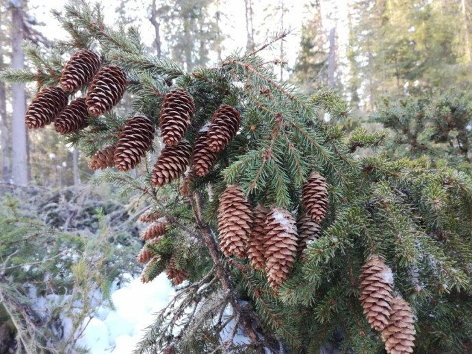 Дроны используют для мониторинга пермских лесов перед Новым годом Дроны используют для мониторинга пермских лесов перед Новым годом