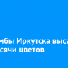 На клумбы Иркутска высадят 424 тысячи цветов