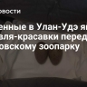 Найденные в Улан-Удэ яйца журавля-красавки передадут Московскому зоопарку