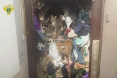 В Москве проверяющие прокуратуры вскрыли антисанитарную квартиру