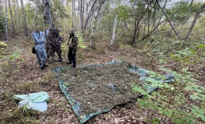 Приморские полицейские забрали богатый урожай «травы»