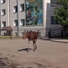 Жители Рыбинска запечатлели гуляющего у здания суда лося
