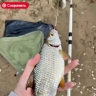 «Горькая» редкая рыба массово пошла из Каспийского моря в Волгу