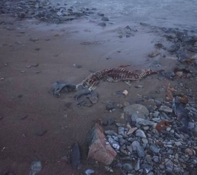 Приморская экосистема под угрозой: берег в Приморье превратился в кладбище нерп Приморская экосистема под угрозой: берег в Приморье превратился в кладбище нерп