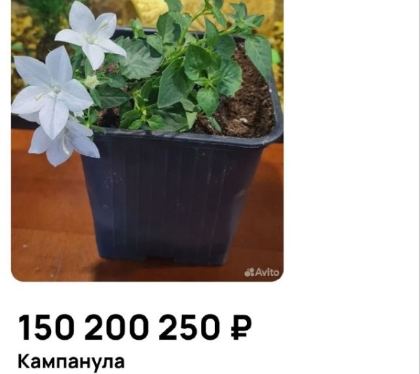 В Улан-Удэ приносящий счастье цветок продают за «целое состояние»