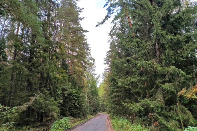 В СФ призвали индивидуально помогать регионам в вопросах лесоустройства В СФ призвали индивидуально помогать регионам в вопросах лесоустройства