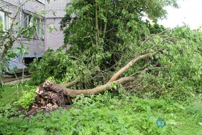 В Новгородской области идёт большая уборка поваленных деревьев