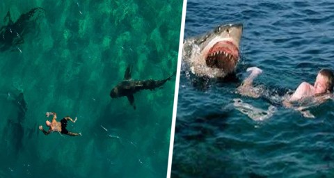 Кровавое утро на пляже: нападение акулы унесло жизнь туристки