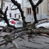 В Ярославле дерево рухнуло на несколько автомобилей