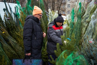 Почти 180 елочных базаров откроется в Подмосковье в этом году