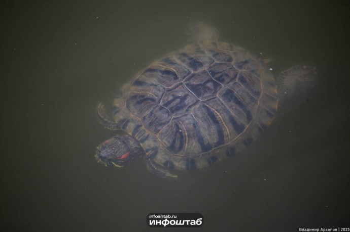 Массовая гибель черепах произошла в Астраханской области Массовая гибель черепах произошла в Астраханской области